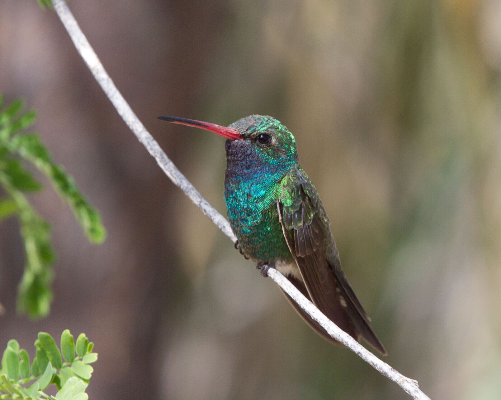 WSJ_0717_BIRDS